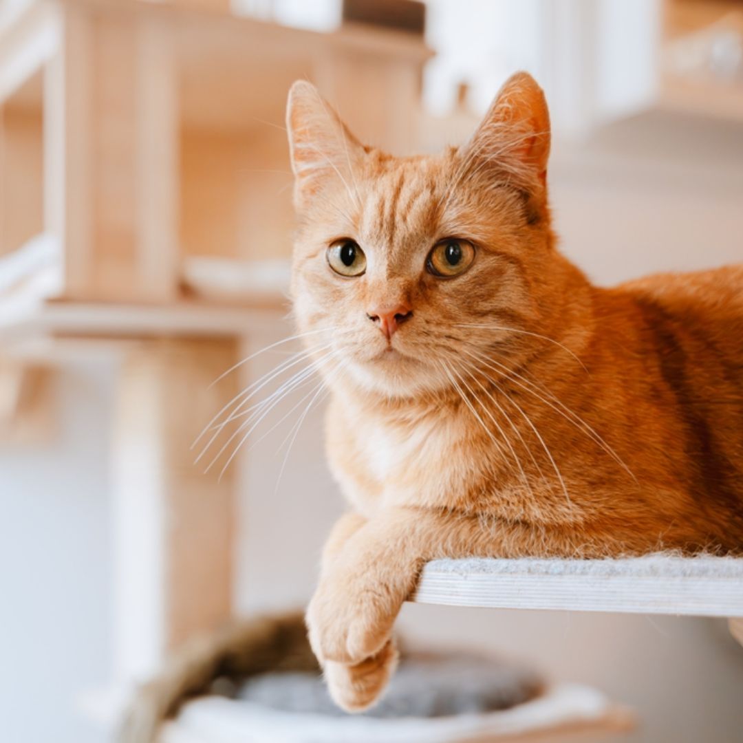 orange tabby cat lounging indoors orange tabby cat lounging indoors