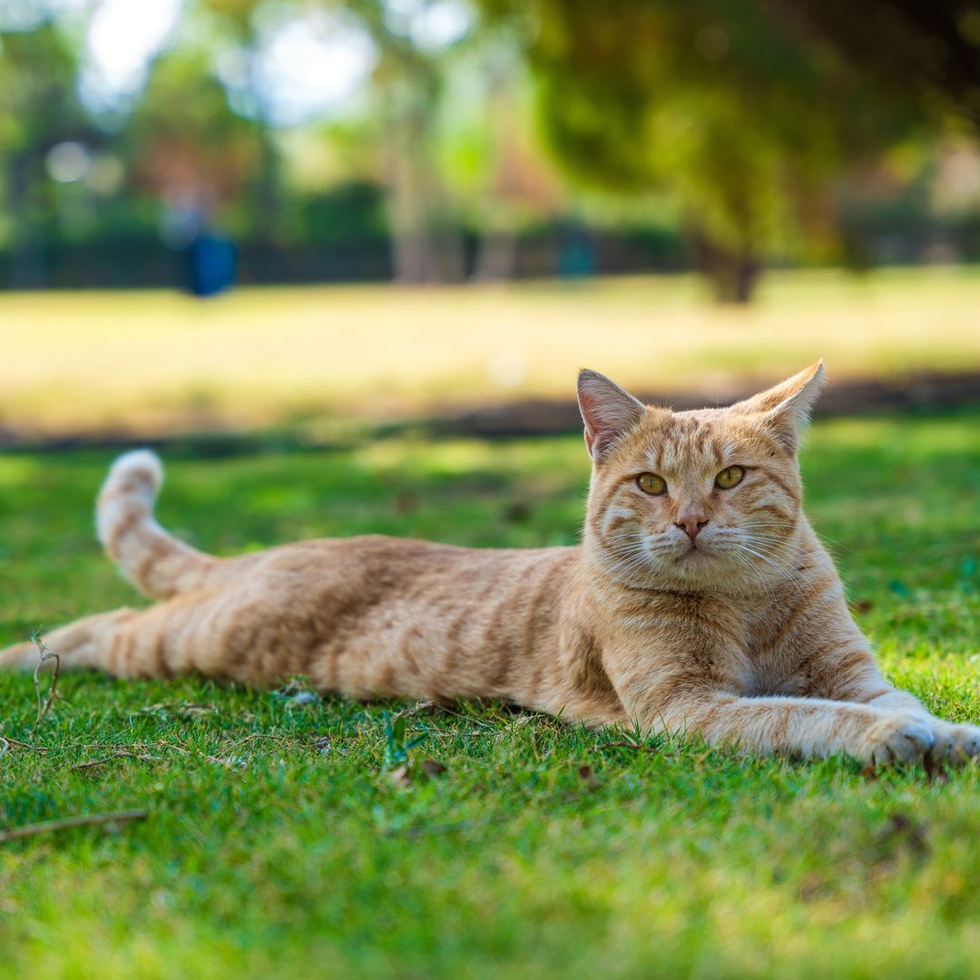 orange tabby cat on grass orange tabby cat on grass