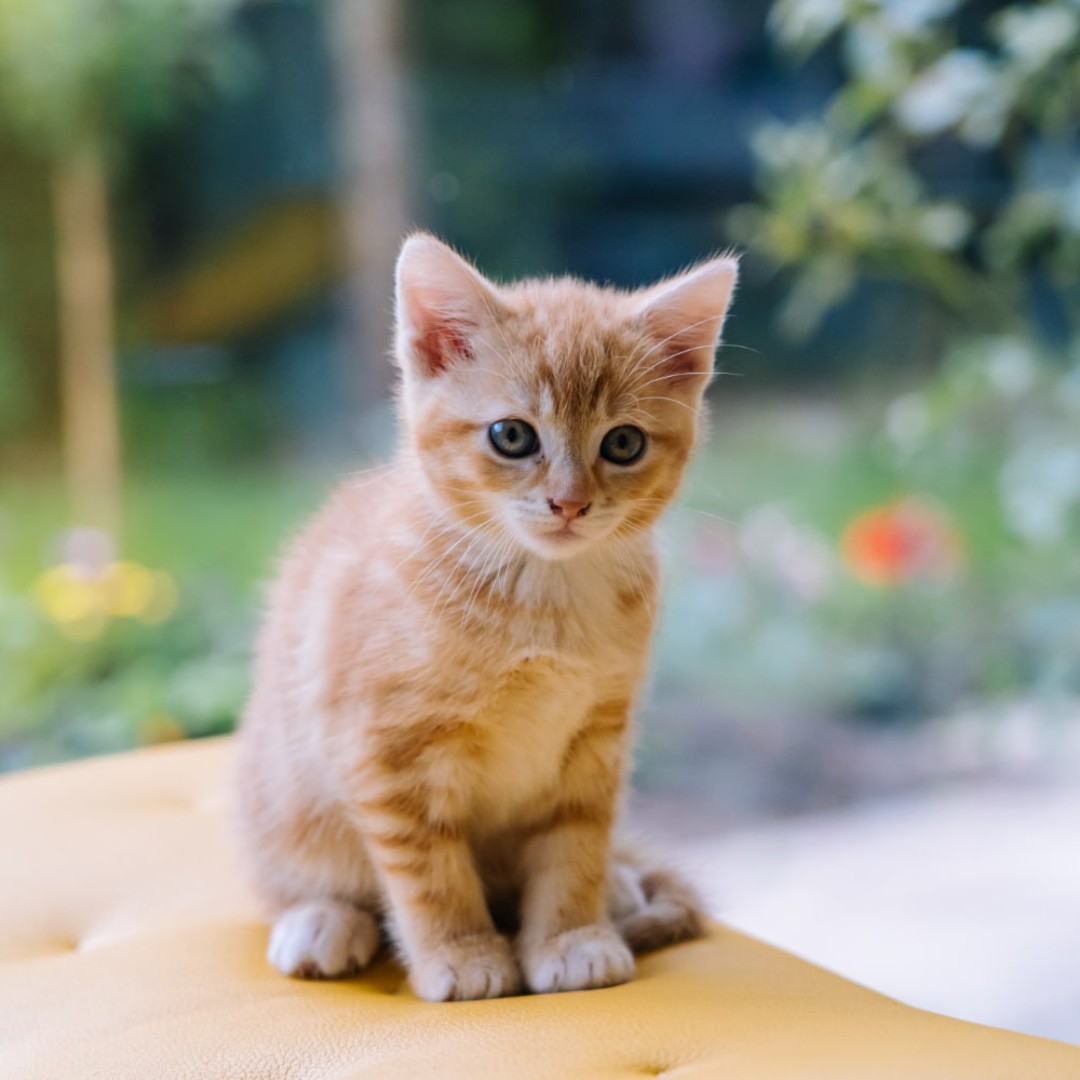 orange tabby kitten orange tabby kitten