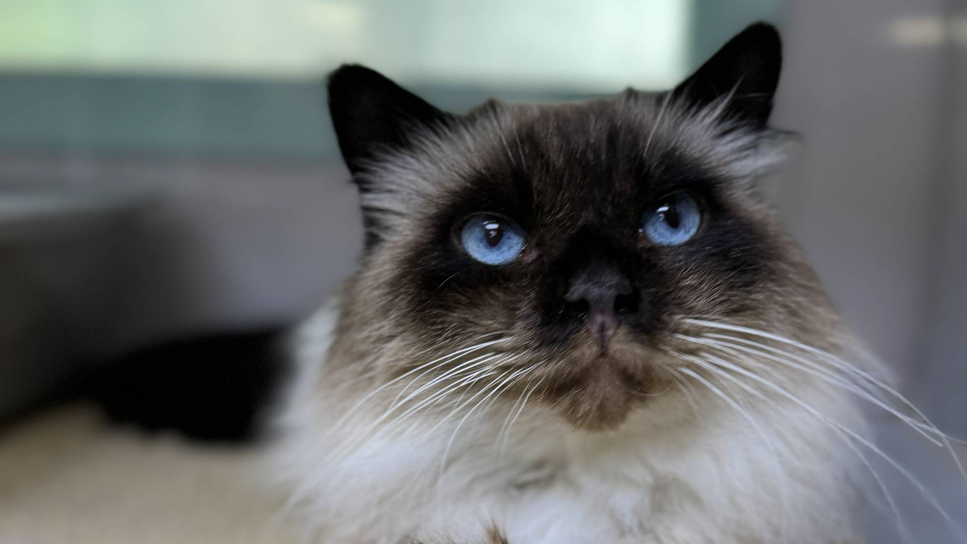 ragdoll cat blue eyes