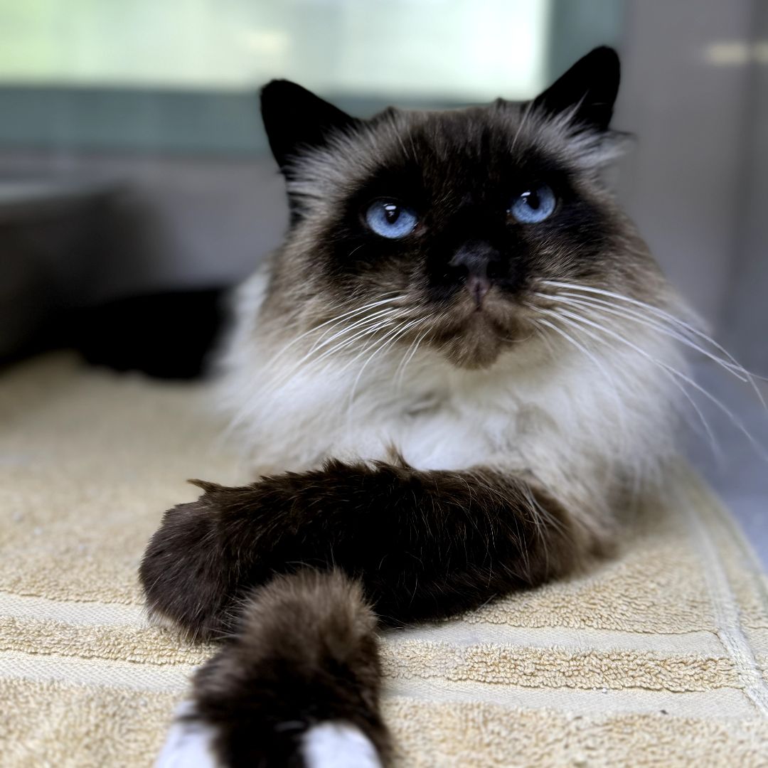 ragdoll cat blue eyes ragdoll cat blue eyes