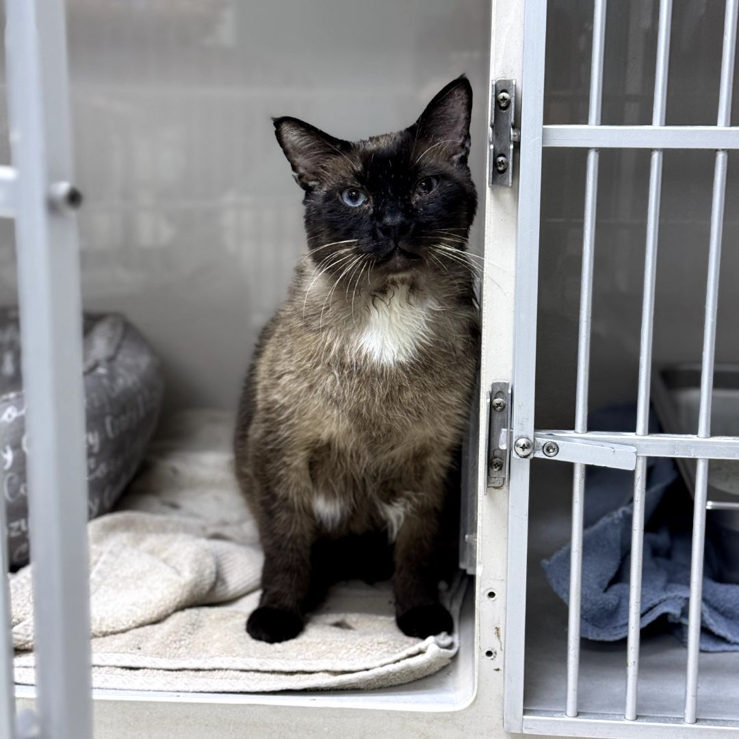 siamese cat in cage siamese cat in cage