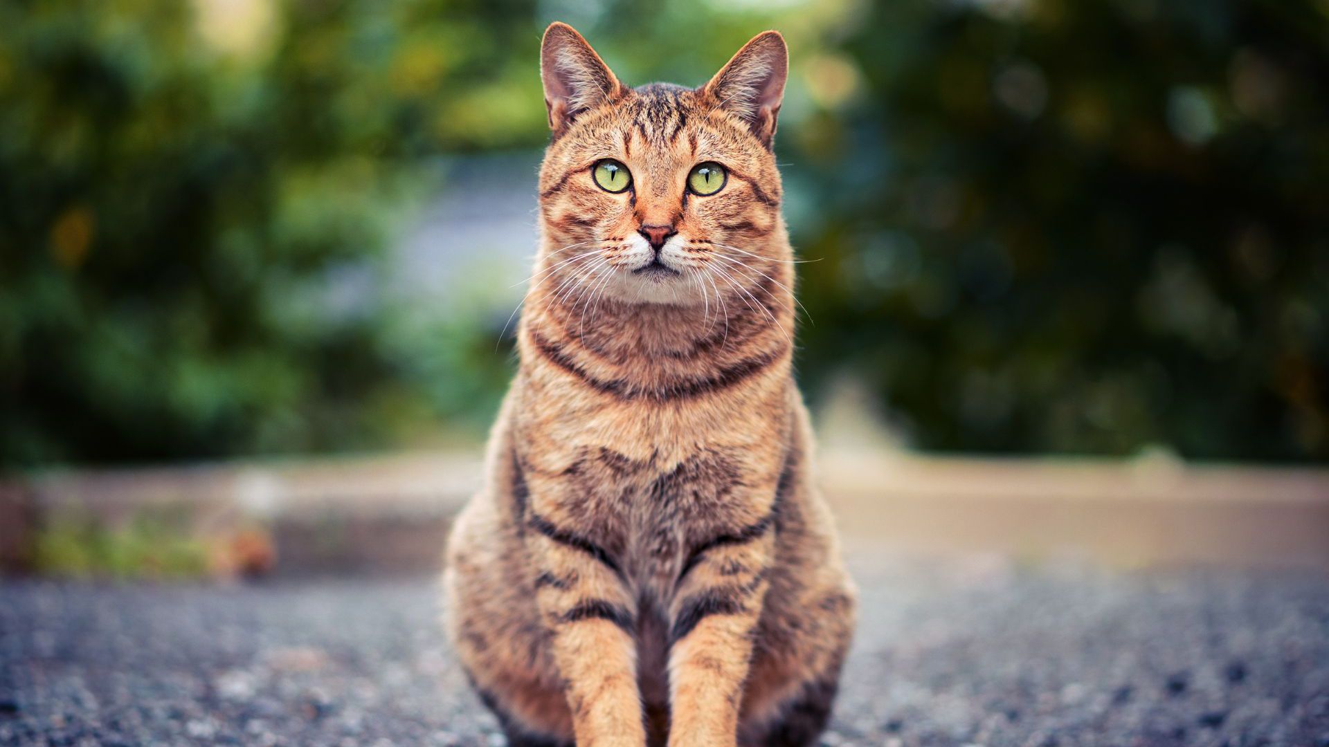 striking tabby cat green eyes striking tabby cat green eyes