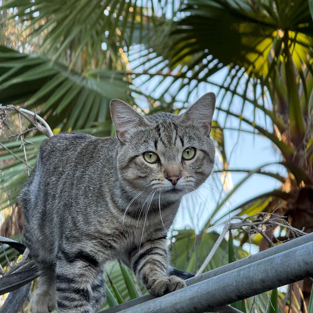 tabby cat climbing fence tabby cat climbing fence
