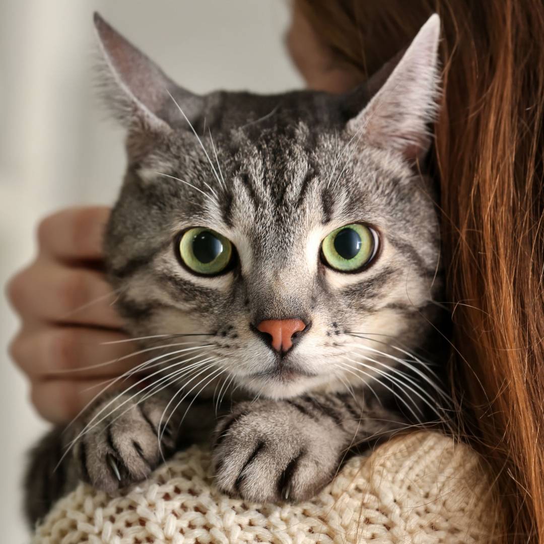 tabby cat green eyes person