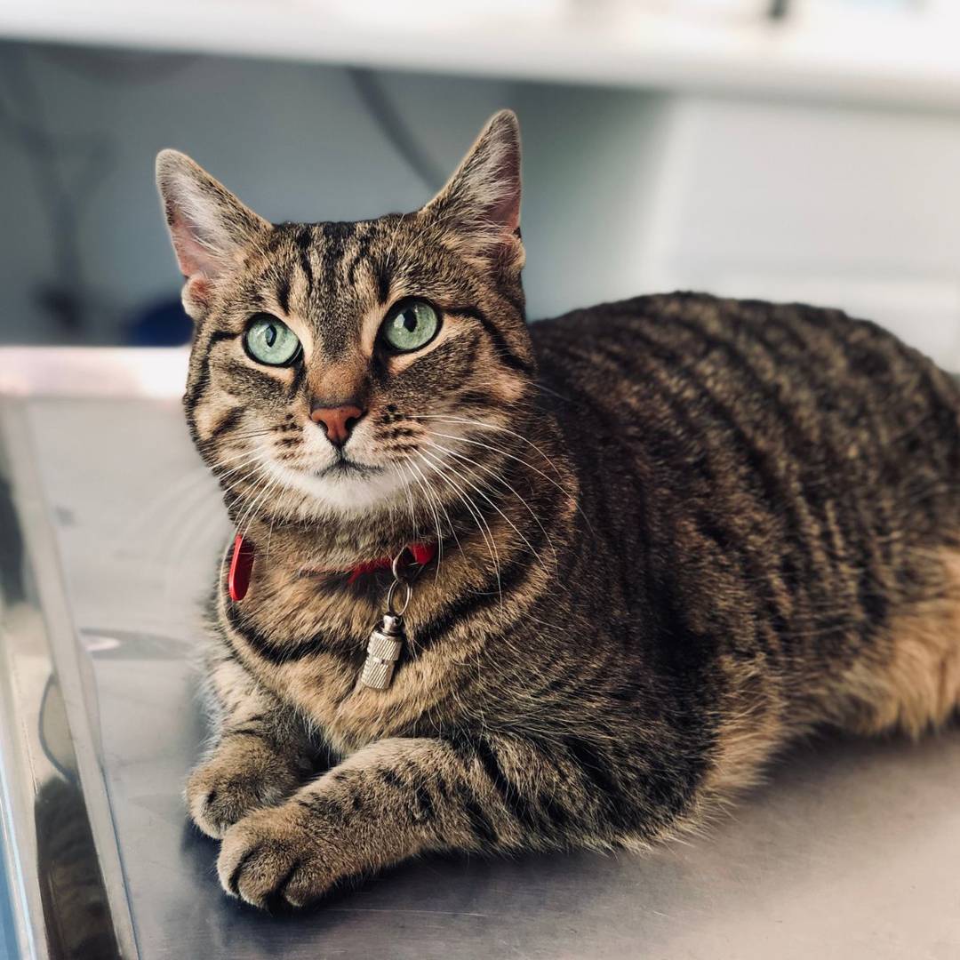tabby cat green eyes tabby cat green eyes