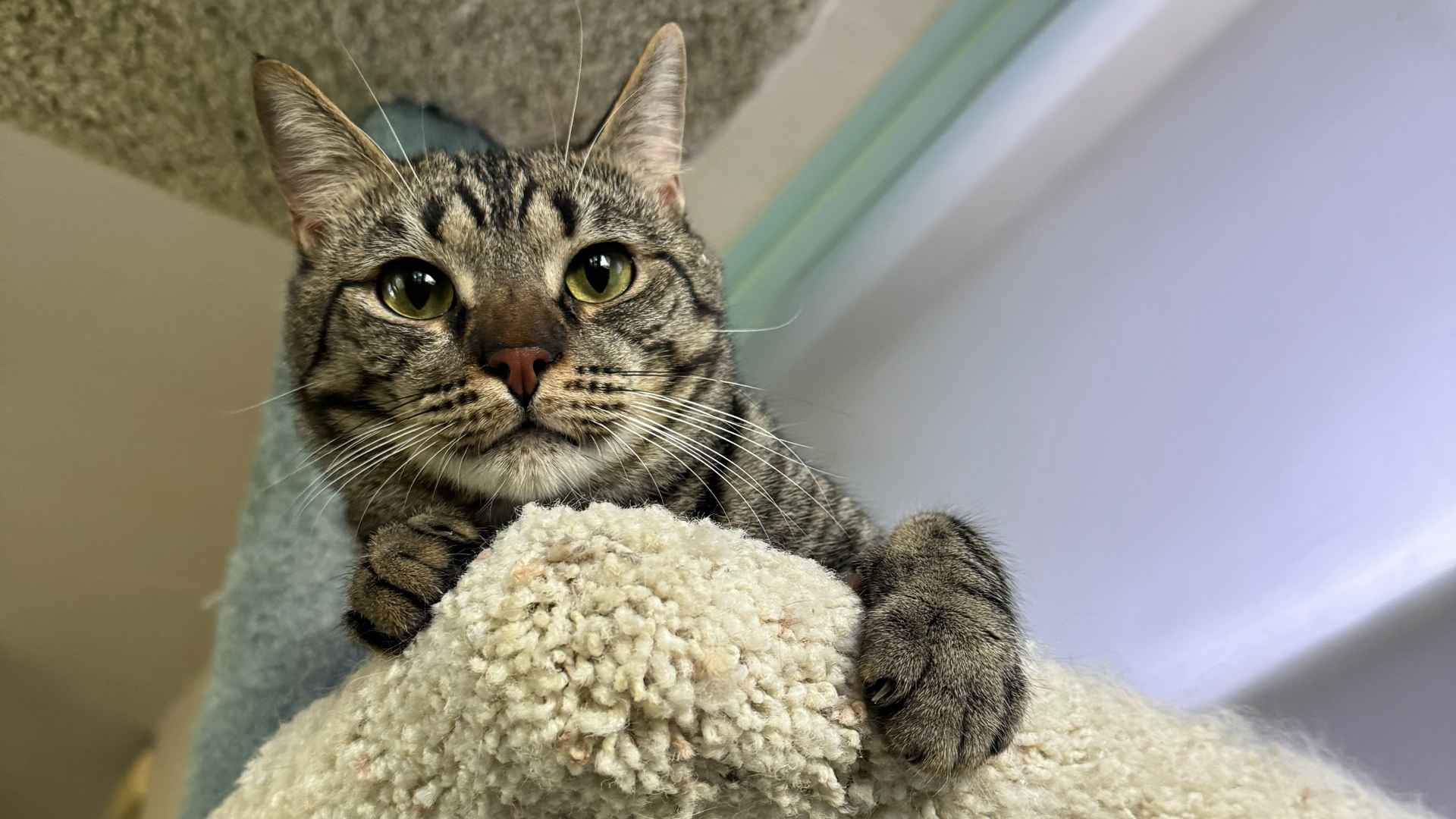 tabby cat looking forward