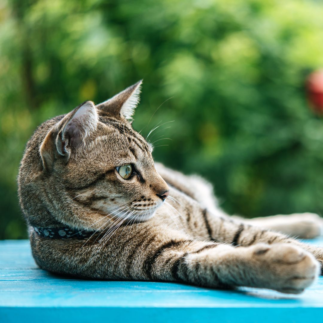 tabby cat lounging intently outdoors tabby cat lounging intently outdoors