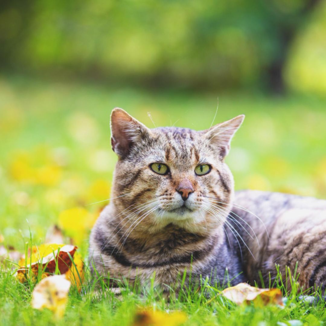 tabby cat lying grass tabby cat lying grass