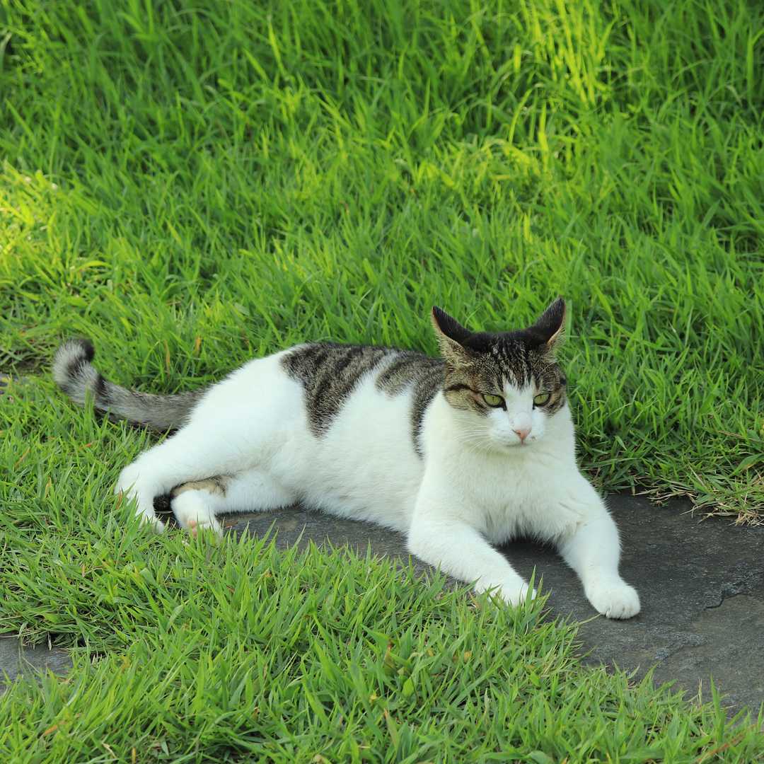 tabby cat lying in grass