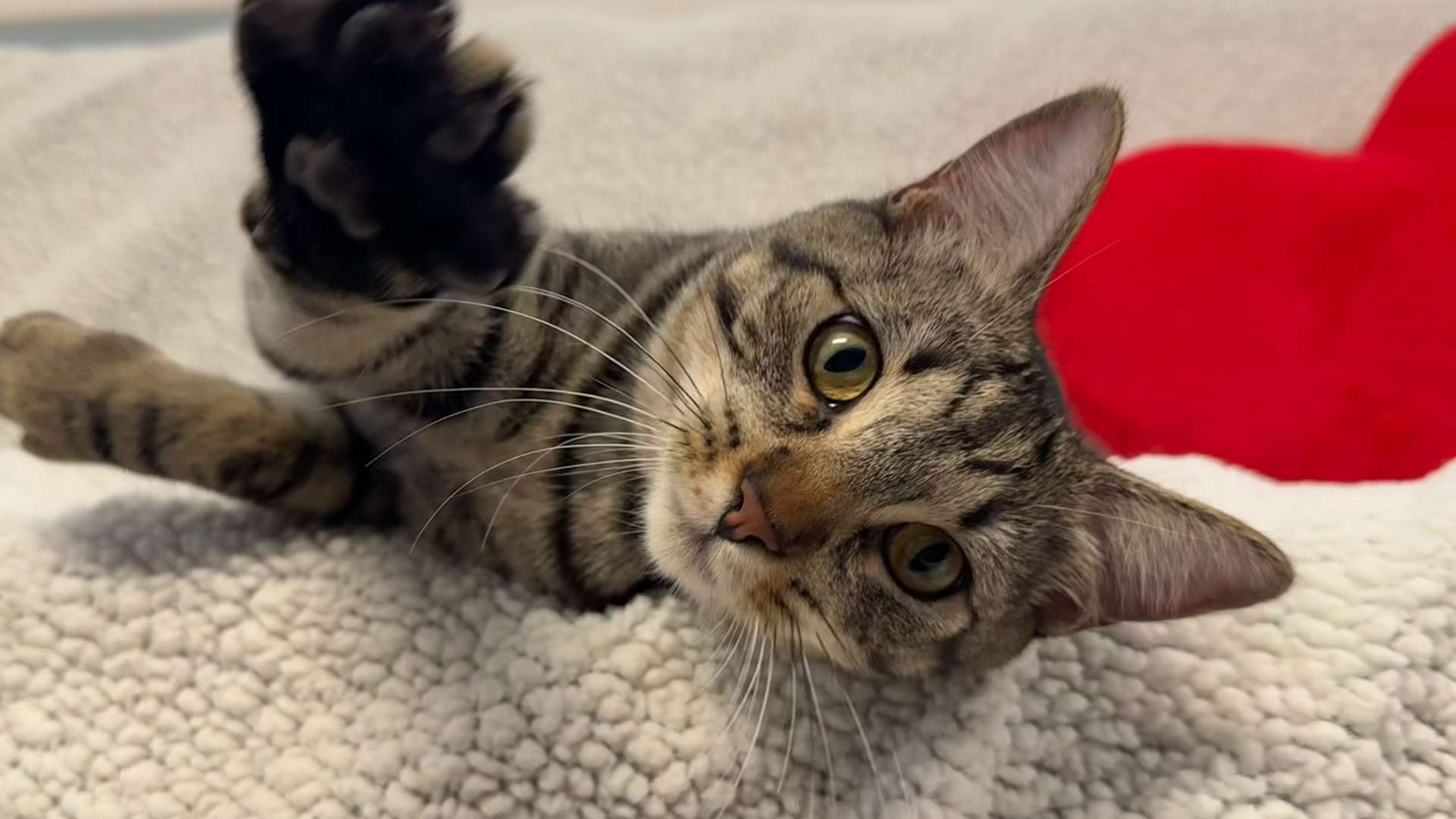 tabby cat on blanket
