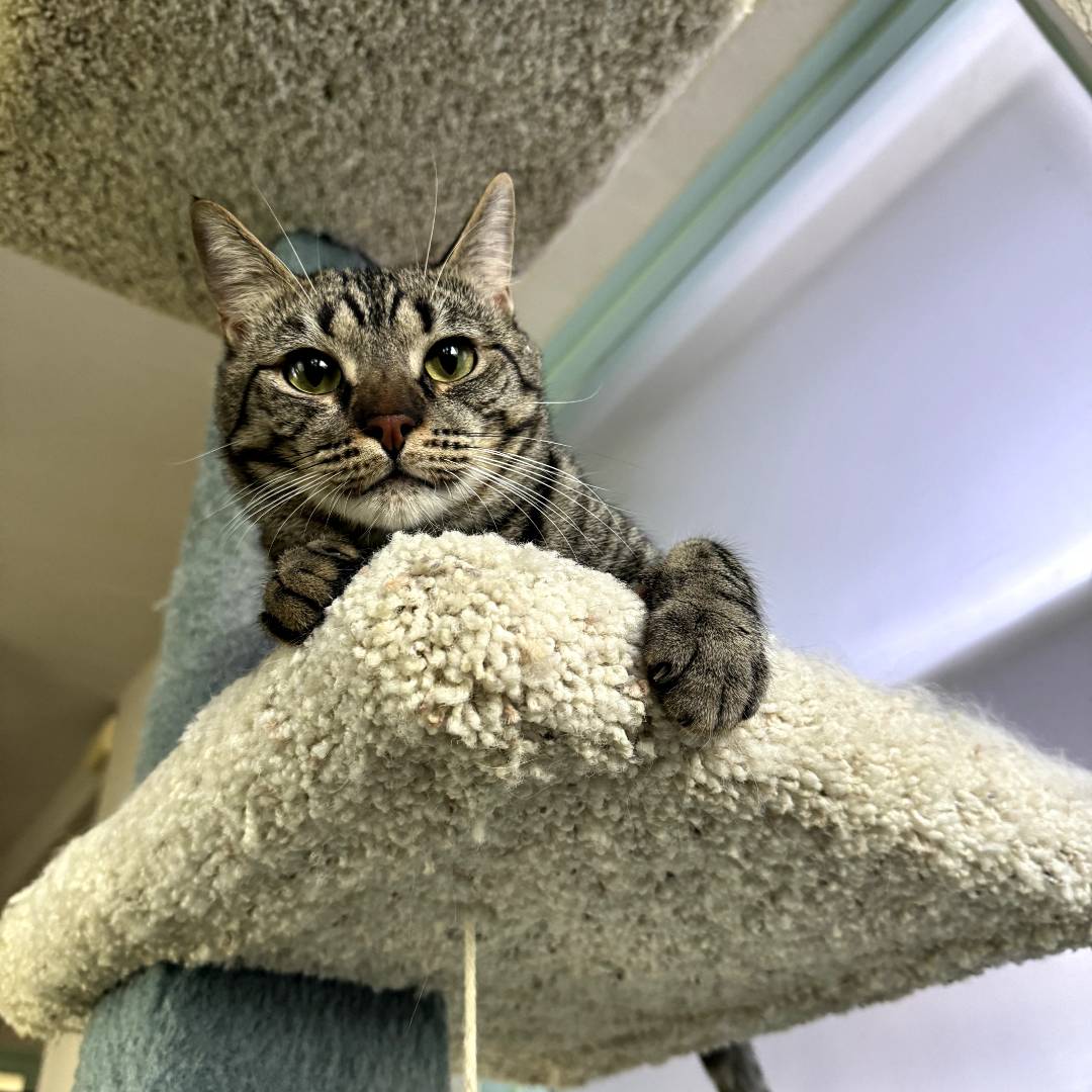 tabby cat on cat tree tabby cat on cat tree