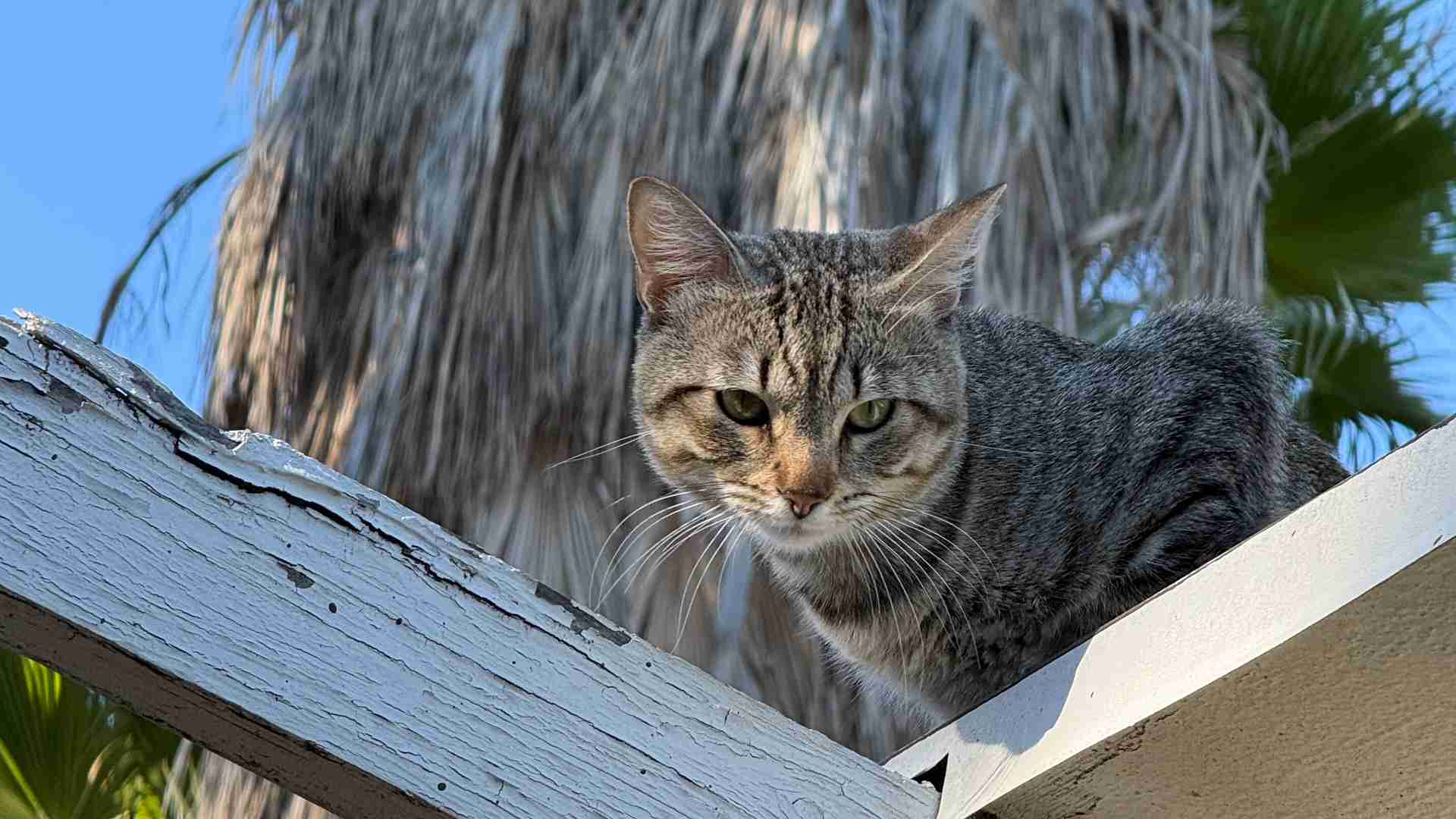 tabby cat on white beam