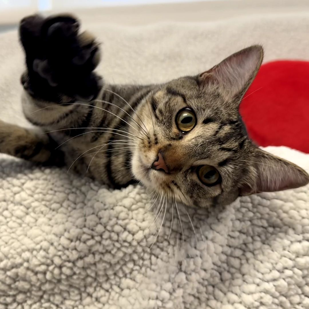tabby cat playful on blanket tabby cat playful on blanket