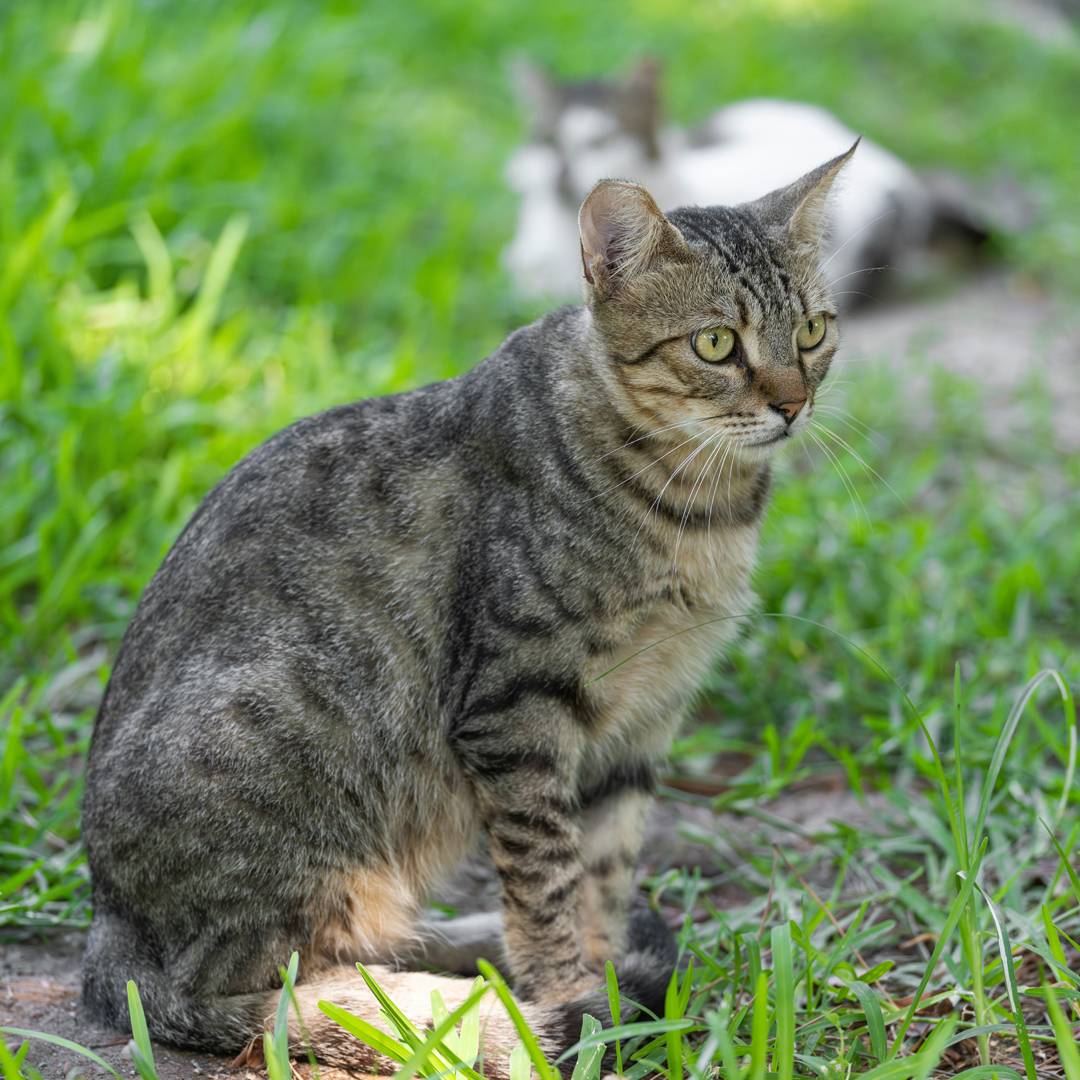 tabby cat sitting grass tabby cat sitting grass