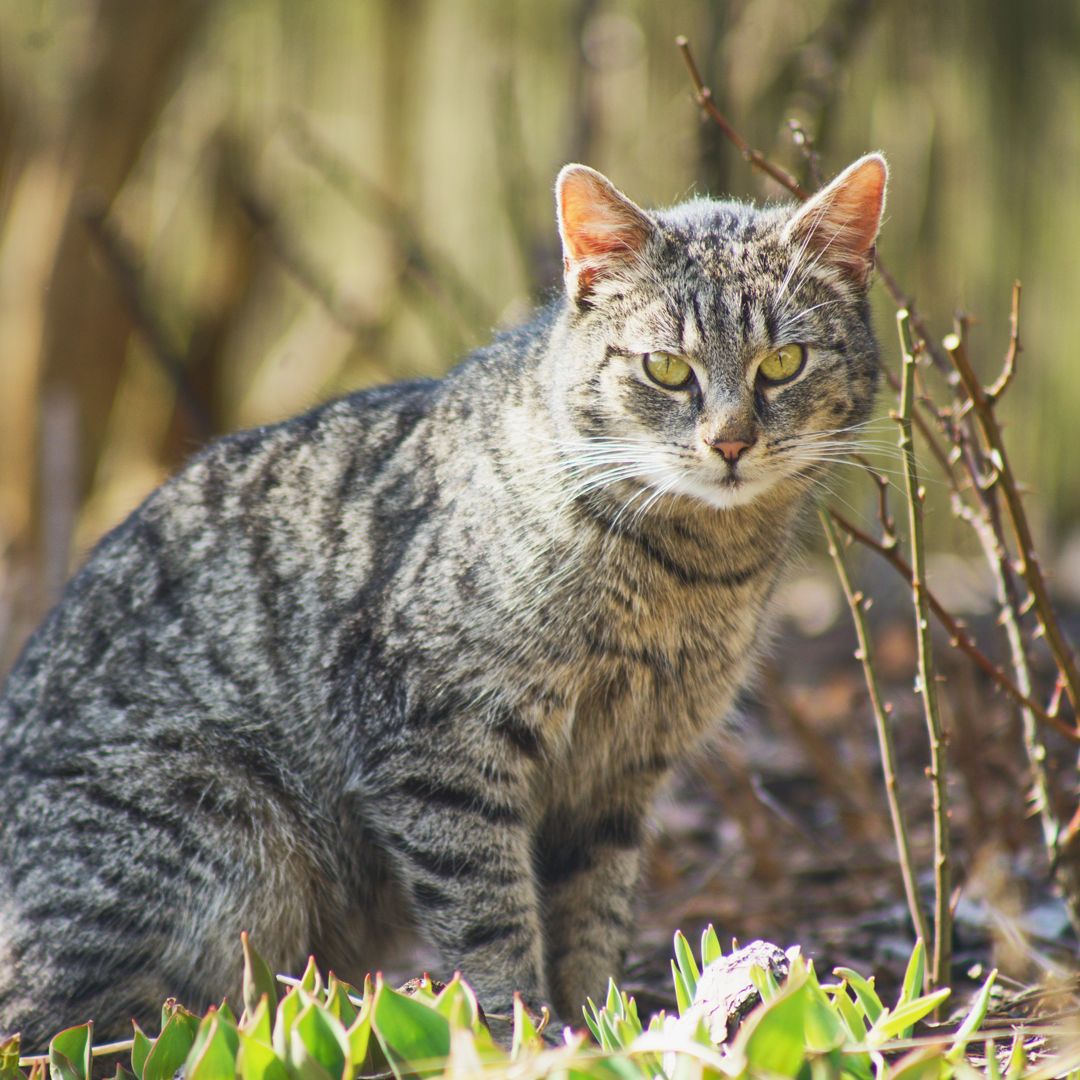 tabby cat with green eyes