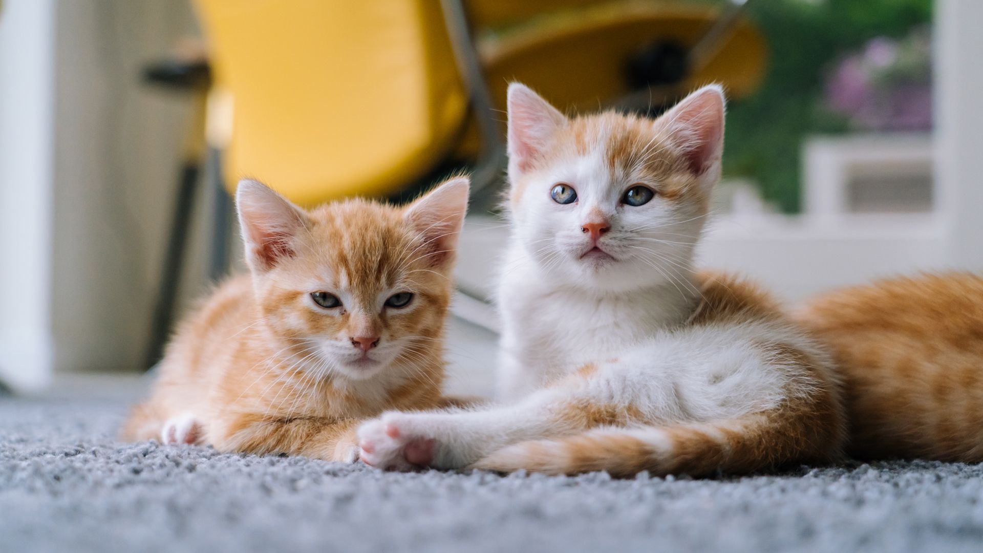two ginger kittens relaxing two ginger kittens relaxing