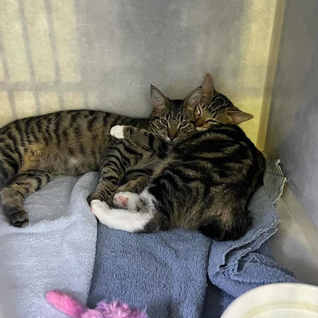 two tabby cats cuddling