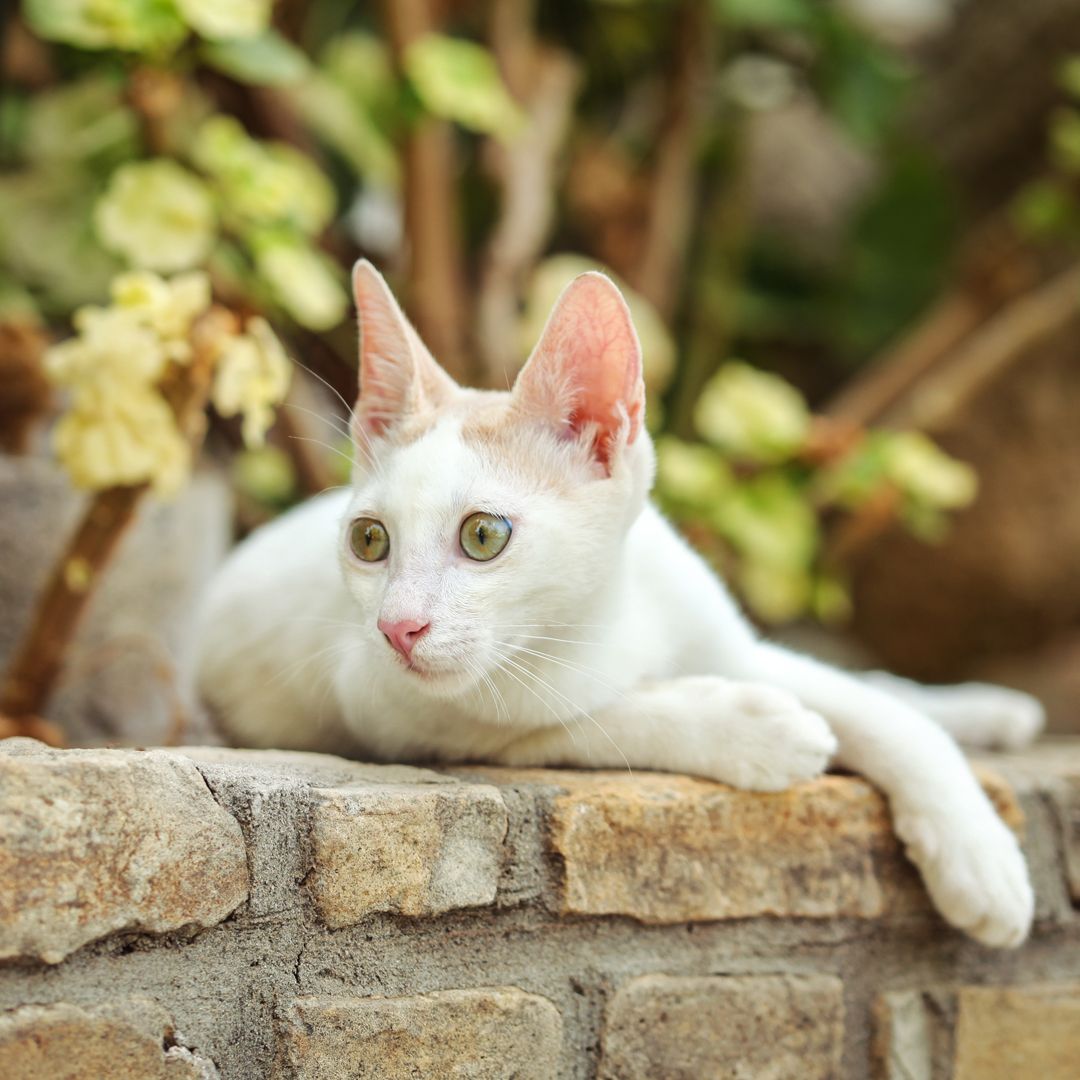 white cat on brick wall