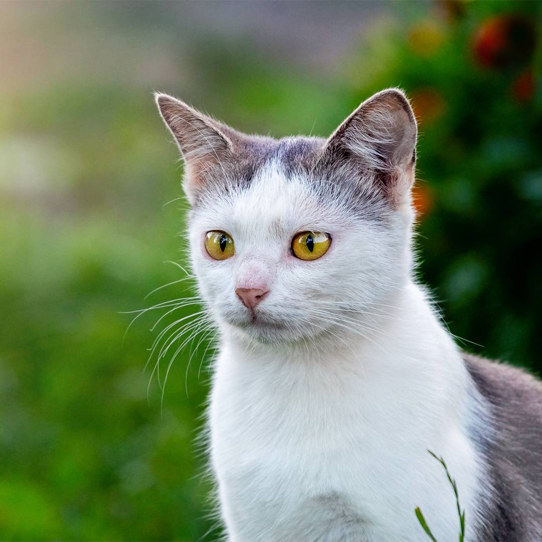 white cat yellow eyes white cat yellow eyes