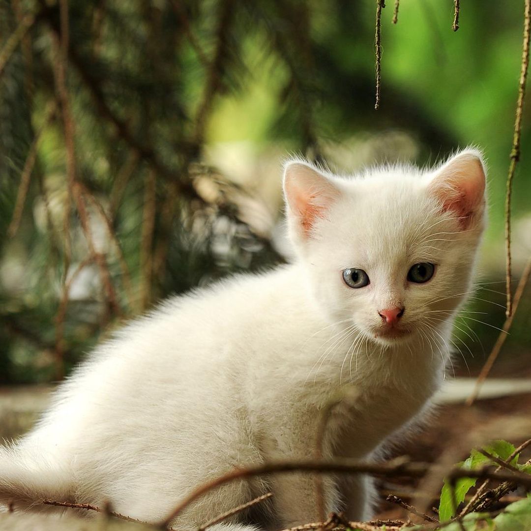 white kitten green eyes white kitten green eyes