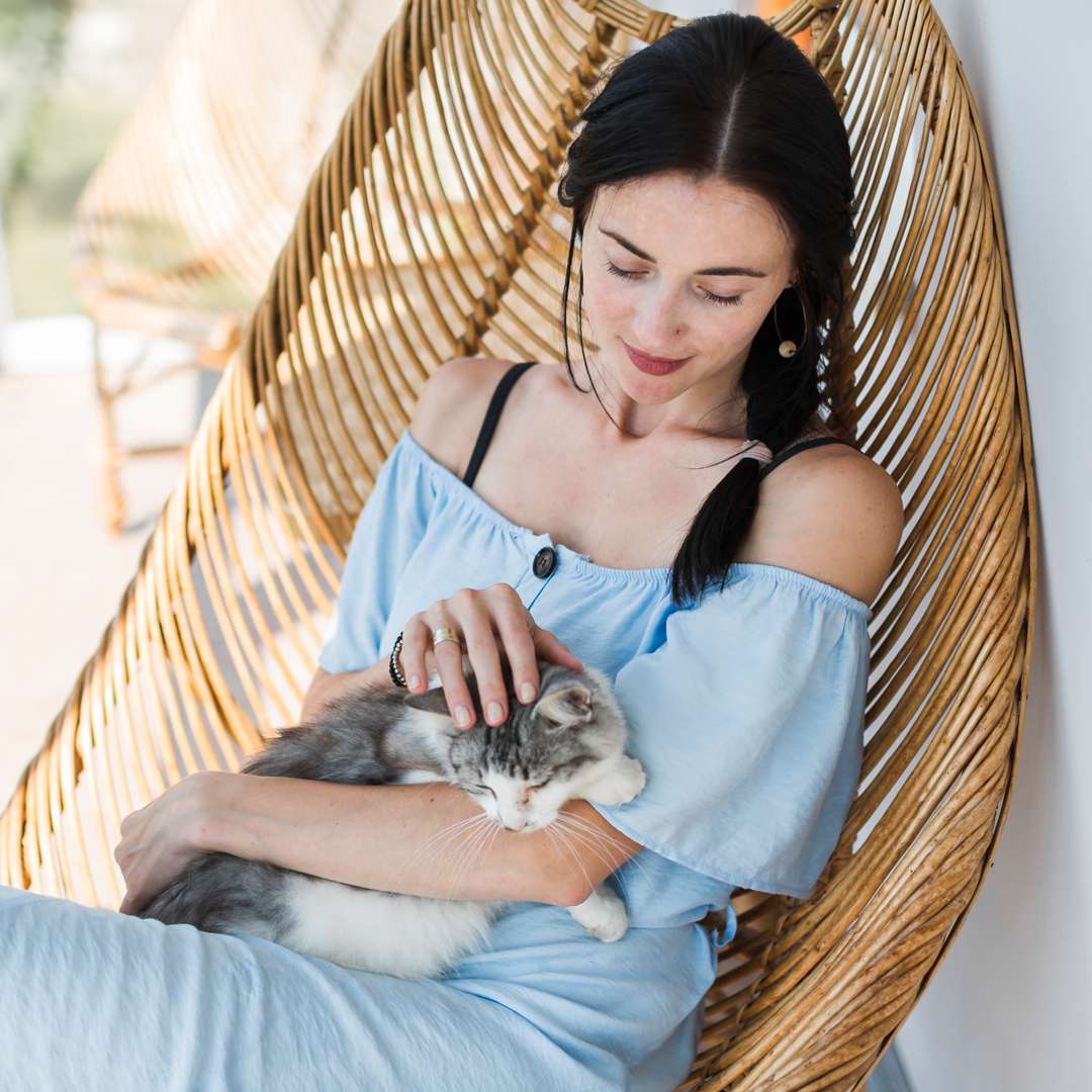 woman petting sleeping cat woman petting sleeping cat