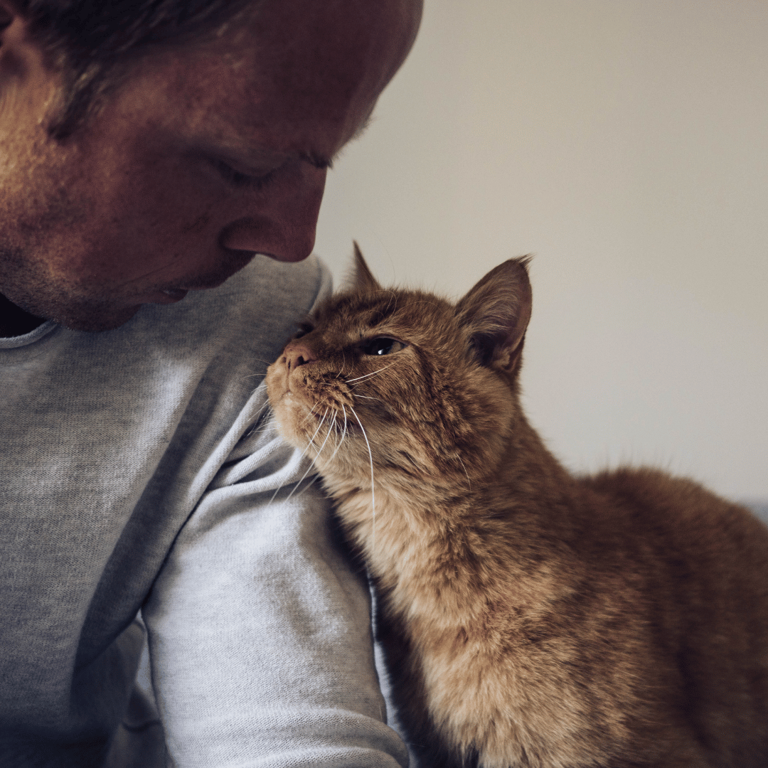 person spending time with their orange tabby cat (1) person spending time with their orange tabby cat
