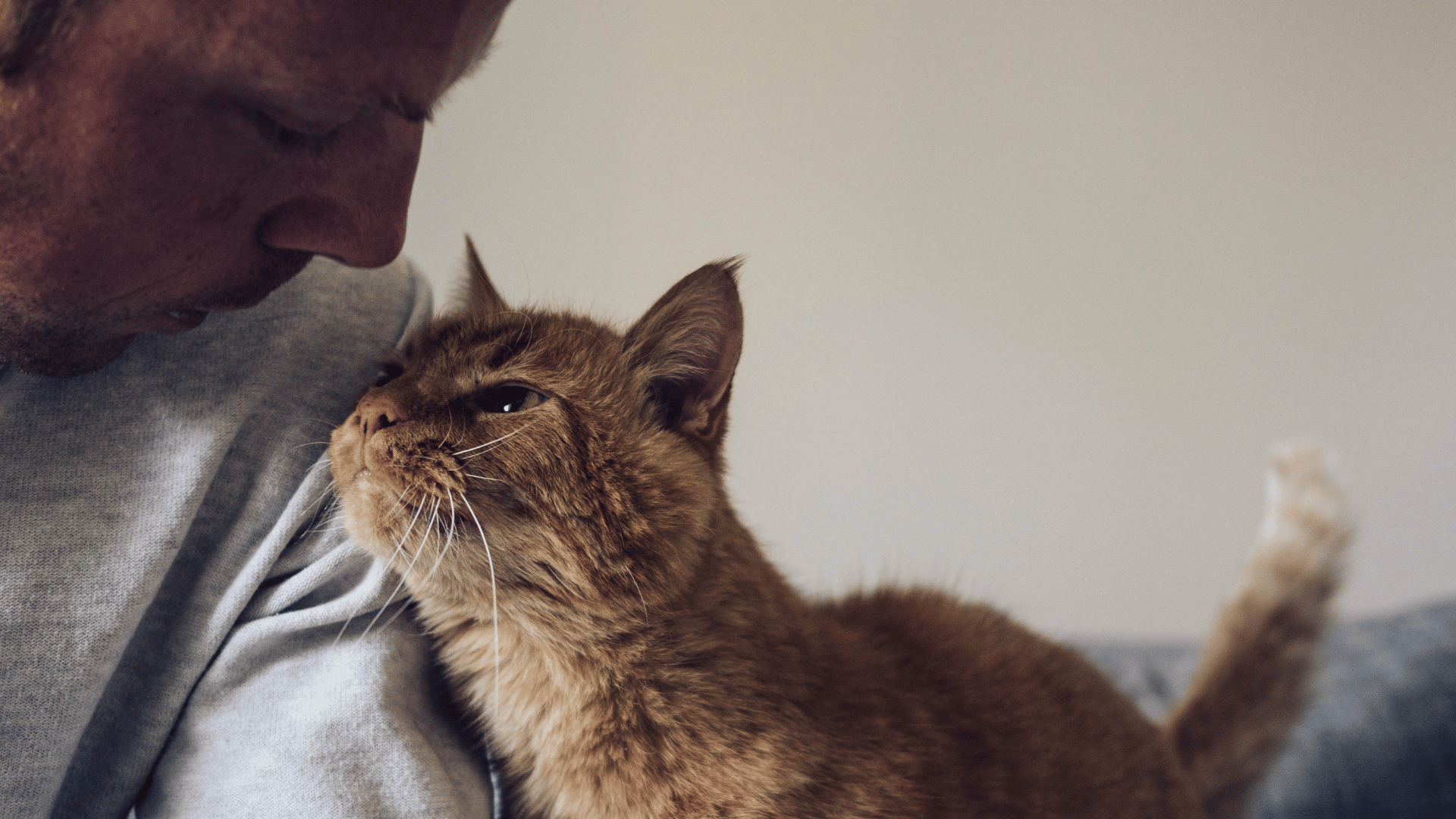 person spending time with their orange tabby cat